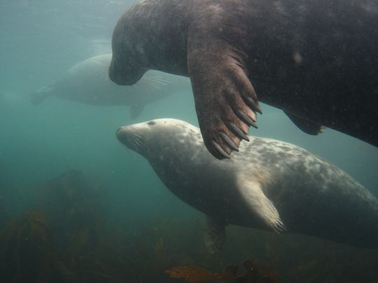 Farne Islands